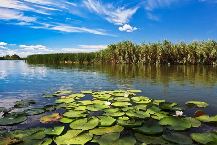Conservarea Faunei și Florii: Măsuri esențiale pentru protejarea biodiversității