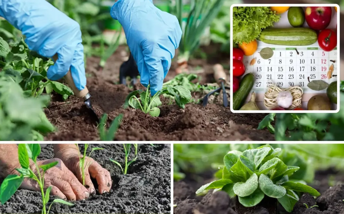 Agricultura sustenabilă și grădinăritul ecologic: Soluții verzi pentru un viitor sănătos