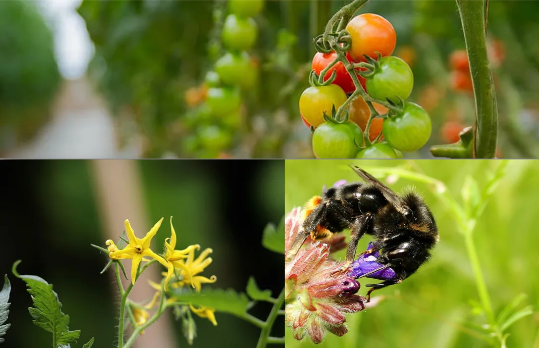Proiecte DIY de Grădinărit Ecologic – Cum Să Creezi o Grădină Sustenabilă