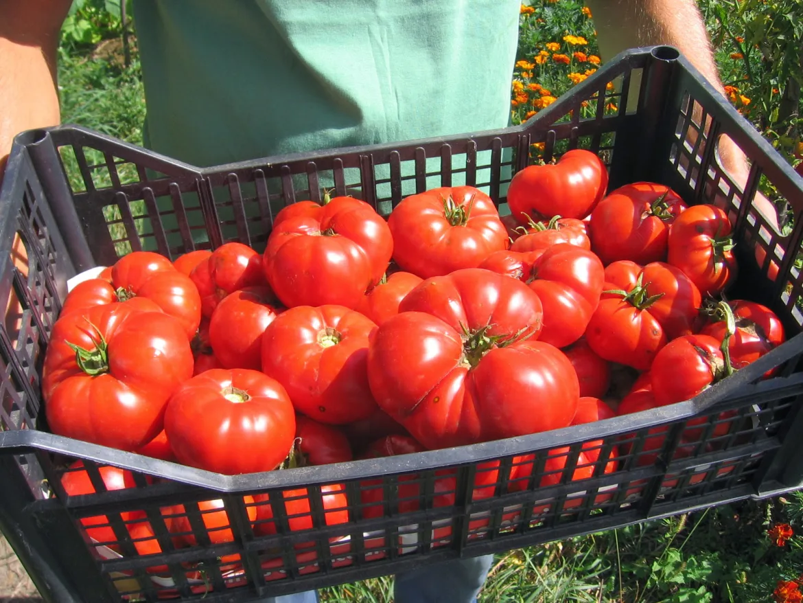 SOIURI TRADIȚIONALE DE LEGUME: Descoperă Gustul Adevărat al Legumelor și Fructelor Tradiționale