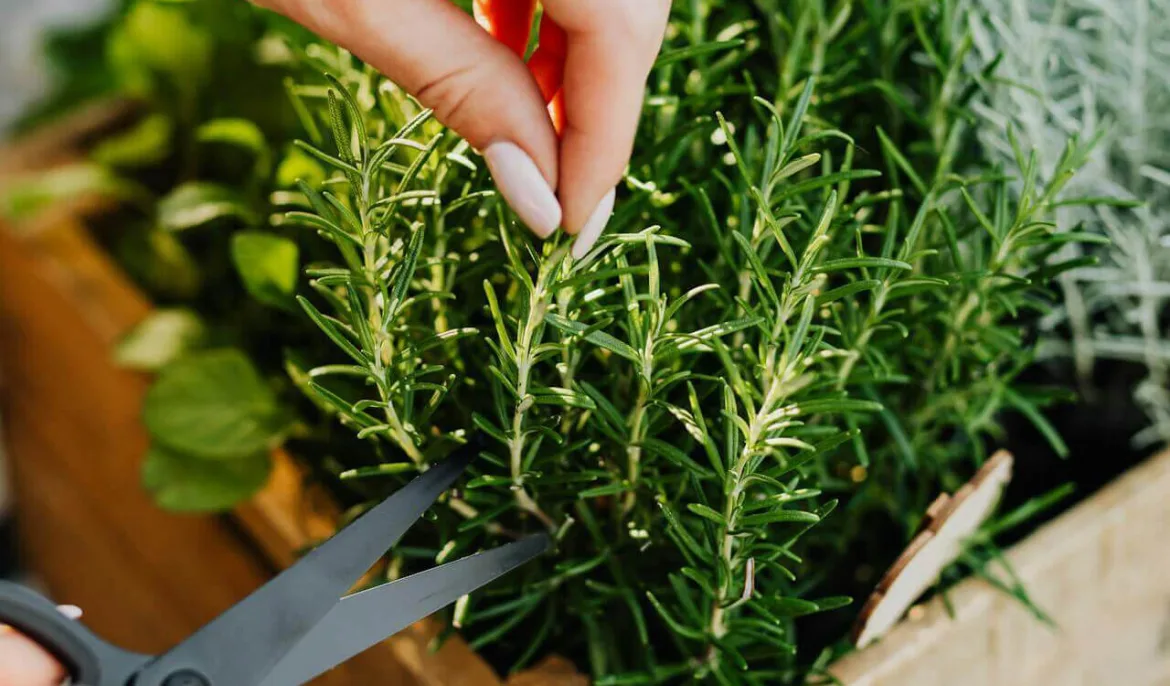 Grădini de Plante Aromatice și Medicinale – Esența Naturii în Propria Curte